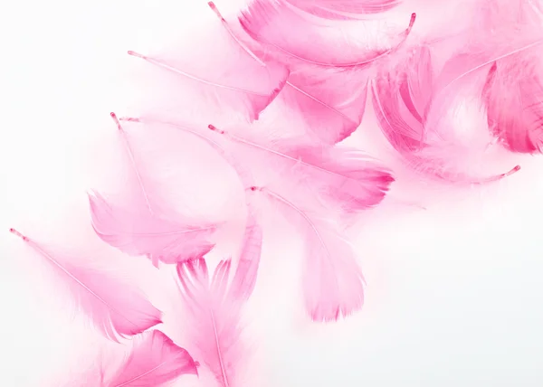Plumas rosadas —  Fotos de Stock