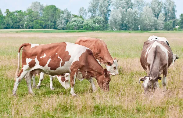 Krávy pastviny — Stock fotografie
