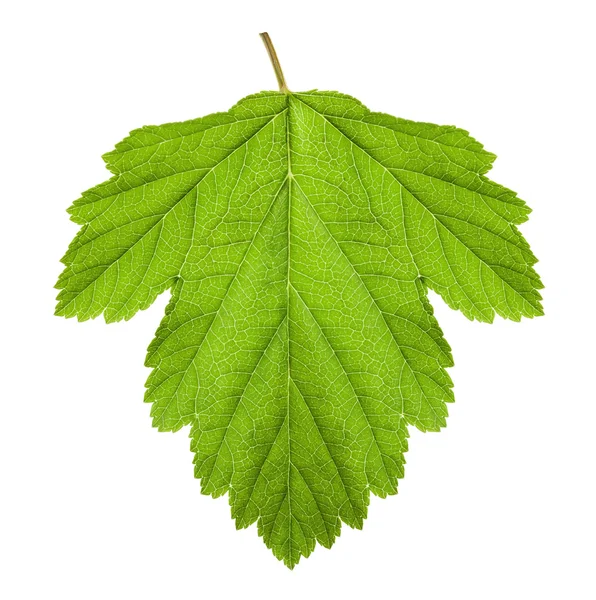 Green leaf — Stock Photo, Image