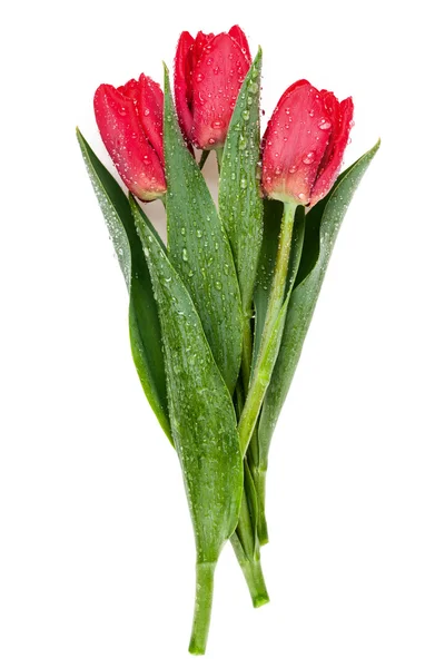 Fresh red tulip — Stock Photo, Image