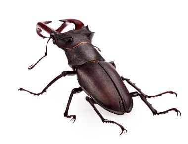 stag beetle