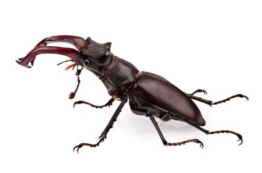 stag-beetle clipart