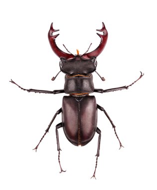 stag beetle