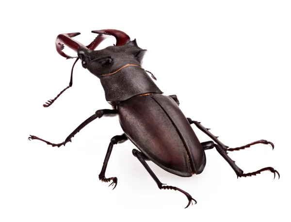 Stag-beetle — Stock Photo, Image