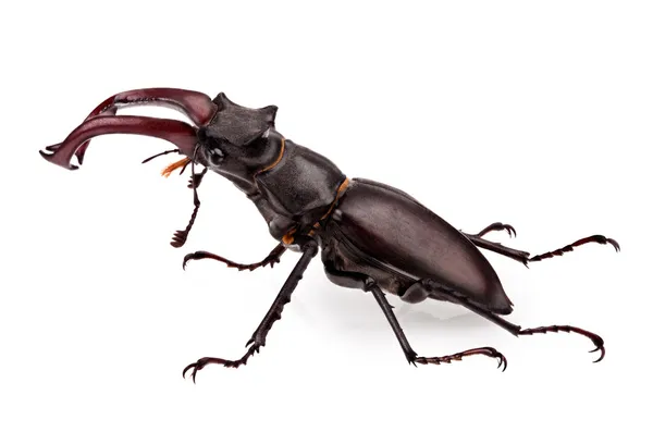 Stag beetle — Stok fotoğraf