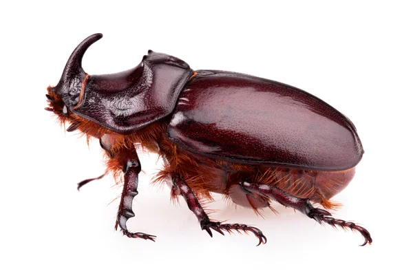 Nosorożec beetle — Zdjęcie stockowe