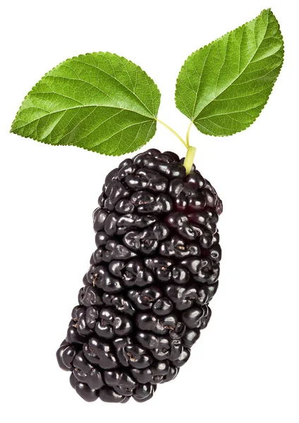 Black mulberry — Stock Photo, Image