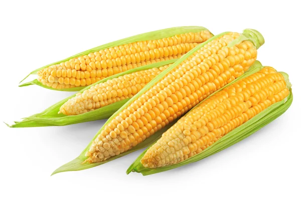 Corn isolated — Stock Photo, Image