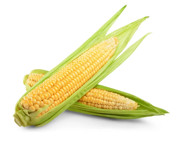 Corn isolated — Stock Photo, Image