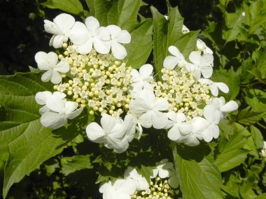 bloeiende planten van viburnum.