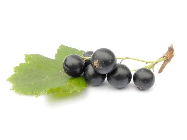Berries of black currant. — Stock Photo, Image