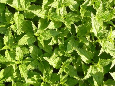 nettles yoğun çalılıkları.