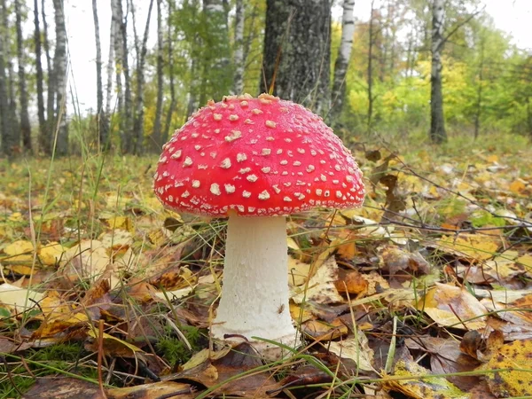 Champignon Amanita . — Photo