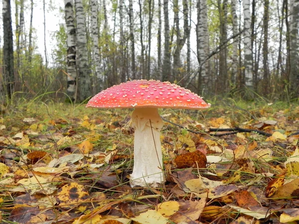 Champignon Amanita . — Photo