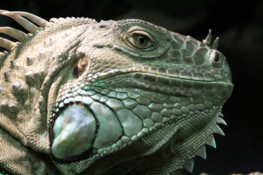 Iguana