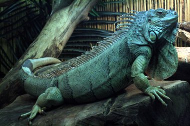 Iguana