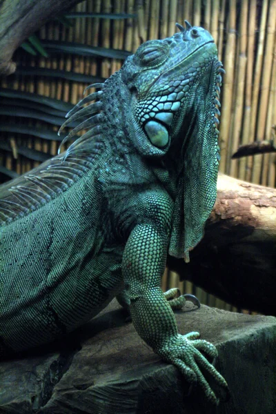 Iguana — Fotografie, imagine de stoc