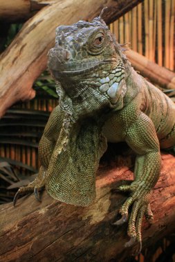 Iguana