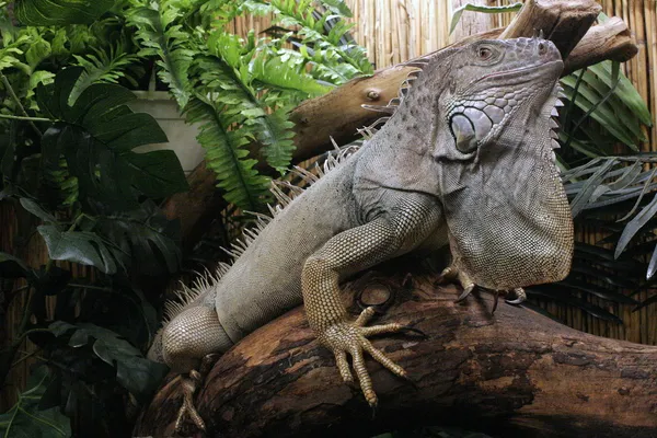 Iguana — Stock Photo, Image