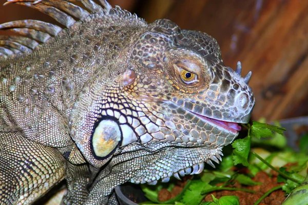Grenn iguana — Fotografia de Stock