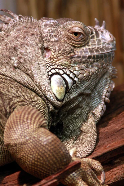 Leguan — Foto Stock