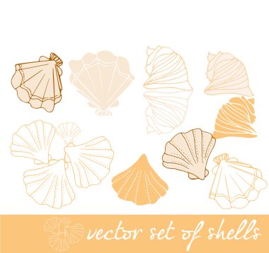 deniz kabuklarını vektör kümesi