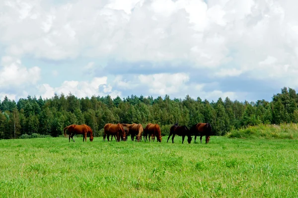 Konie na ranczu — Zdjęcie stockowe