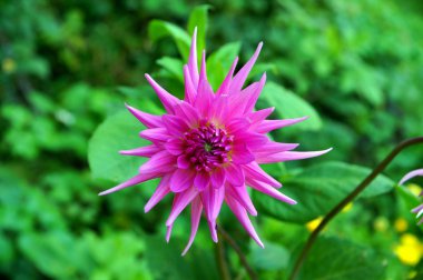 Kırmızı Şakayık