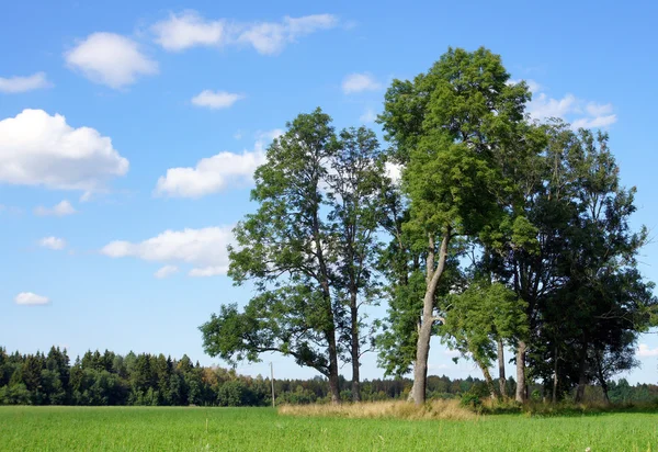 Landscape — Stock Photo, Image