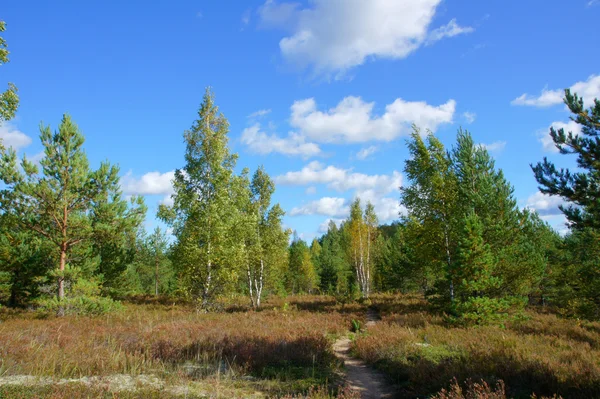 Foresta verde — Foto Stock