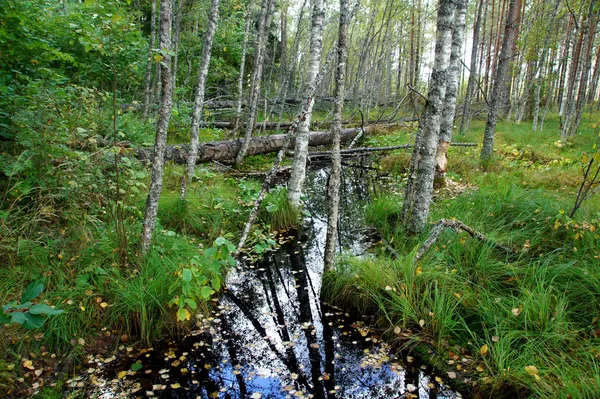 The River — Stock Photo, Image