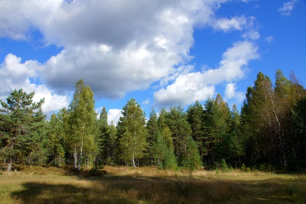 Skog och sky — Stockfoto