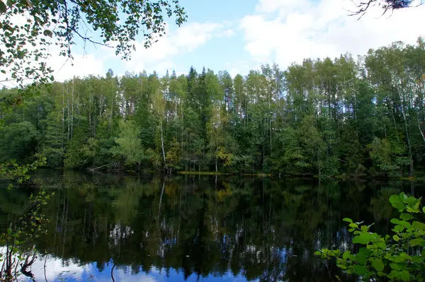 Reflexão da floresta verde — Fotografia de Stock