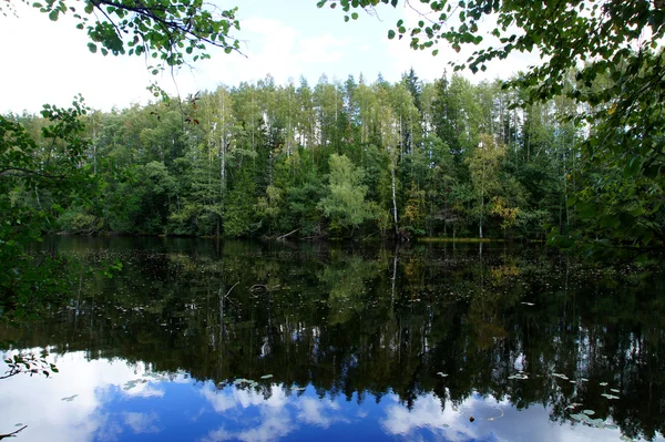 Reflexão da floresta verde — Fotografia de Stock