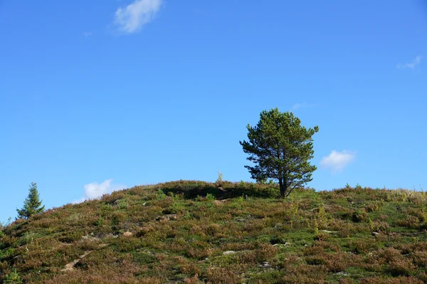 Trädet och skyn — Stockfoto