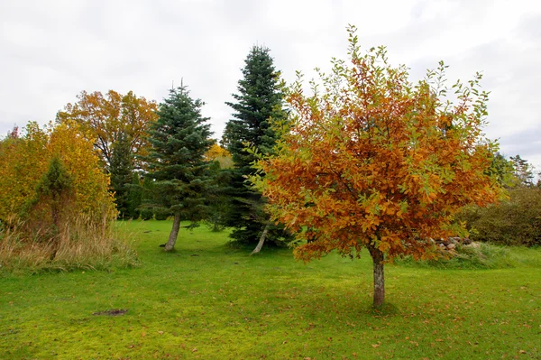 Colourful tree — Stock Photo, Image