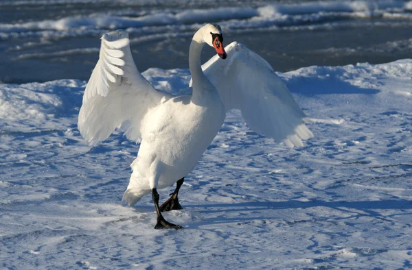 Cisne blanco — Foto de Stock