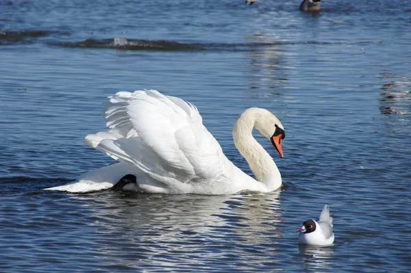 Cisne blanco en el agua — Foto de Stock