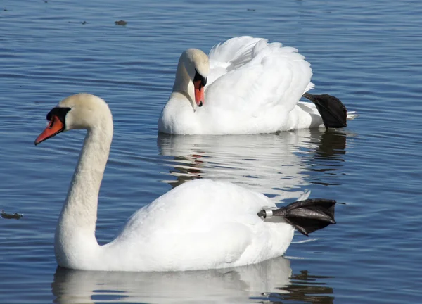 Swan en water — Stockfoto