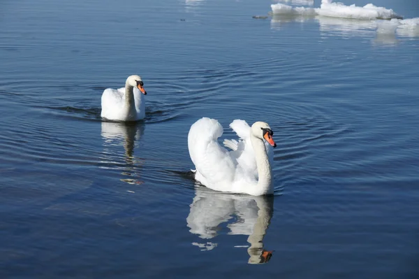 Лебедь и вода — стоковое фото