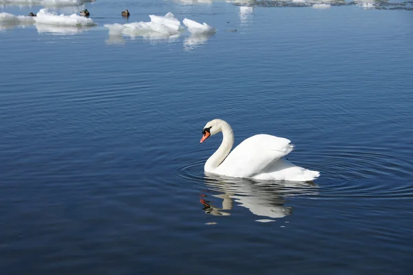 Cisne Branco — Fotografia de Stock