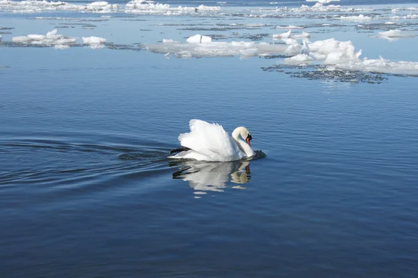 Der Schwan — Stockfoto