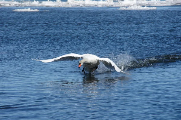 Cisne Branco — Fotografia de Stock