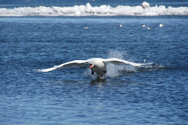 Лебедь в полете — стоковое фото