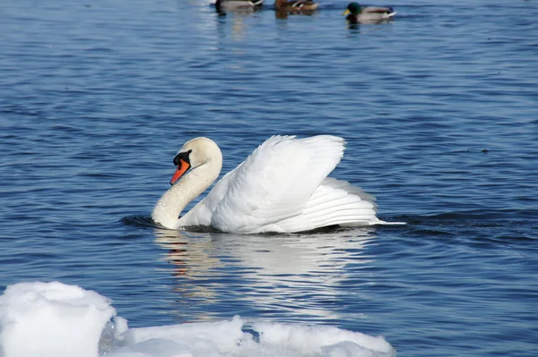 White swan — Stock Photo, Image