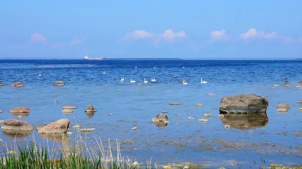 Passera di mare — Foto Stock