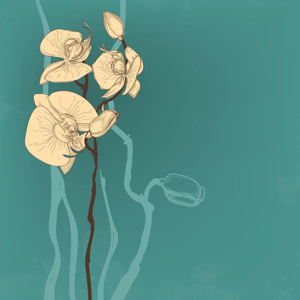 蘭の花のグリーティング カード — ストックベクタ