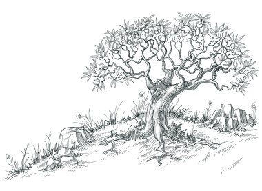 zeytin ağacı grafik 