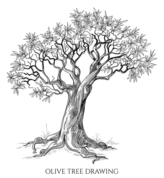 Olive arbre isolé vecteur dessiné à la main — Image vectorielle