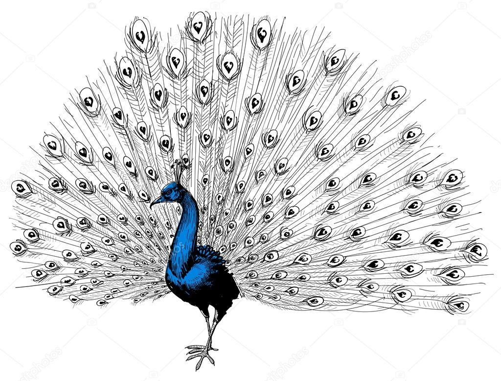 Peacock isolated hand drawing 